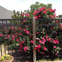 Sandy Lipscomb Photo 15