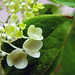 L Bloom Photo 10