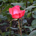 Rosa Carter Photo 13