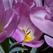 Travis Flowers Photo 20