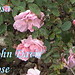 Rosa Davis Photo 14