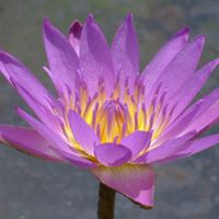 Sara Layman Photo 29