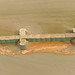 Jeffery Lang Photo 25