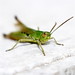 Jason Hopper Photo 10