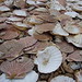 Chuck Shell Photo 9