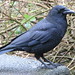 Stanley Crow Photo 12
