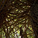 Forrest Kirk Photo 6