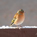 Robin Sutherland Photo 24
