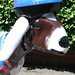 Kathleen Corcoran Photo 20