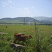 Lori Grass Photo 2