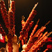 Bing Hu Photo 20