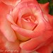 Rose Thompson Photo 31