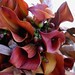 Janice Lilly Photo 8