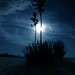 Susan Moon Photo 17