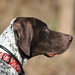 Henry Shelby Photo 11