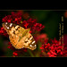 Cynthia Dame Photo 12