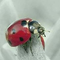 Julie Overstreet Photo 6