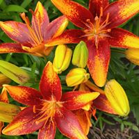 Debra Downing Photo 28