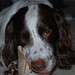 Frances Springer Photo 12