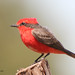 Linda Vermillion Photo 6