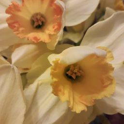Rachael Smart Photo 26