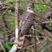Alice Hawks Photo 9