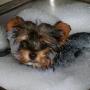 Jeanette Applegate Photo 4