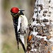 Aaron Winters Photo 23