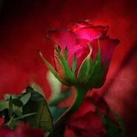 Karen Matlock Photo 26