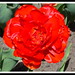 April Dow Photo 20