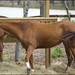 Lisa Chestnut Photo 14