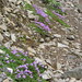 Annette Flowers Photo 19