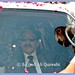 Mohammed Qureshi Photo 32