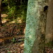 Forest Gaines Photo 8