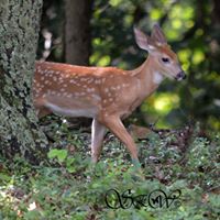 Susan Witt Photo 18
