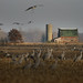 Jasper Crane Photo 8
