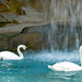 Roy Swan Photo 13