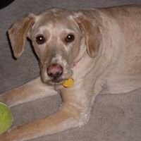 Lisa Westerfield Photo 22