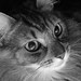 Cory Gray Photo 26
