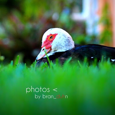 Brandon Hurst Photo 12