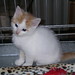 Cindy Foster Photo 12