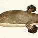 Frederick Rouse Photo 5