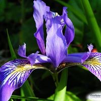 Anne Forbes Photo 23