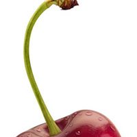 Jane Cherry Photo 12