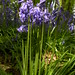 Gladys Wells Photo 9