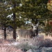 Ashley Forest Photo 11
