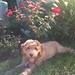 Ginger Cooper Photo 18
