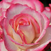 Nicole Rose Photo 13