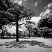 Nicholas Bianco Photo 16