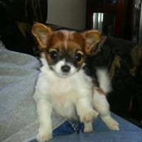 Theresa Whitener Photo 7